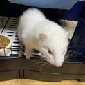 アルビノフェレット  メス　4歳　募集