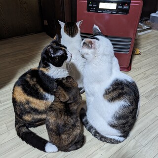 交渉中！女の子、ロマンちゃん