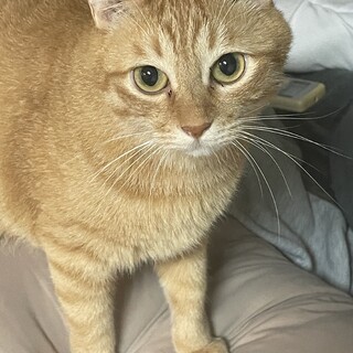 元気な茶トラ猫