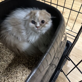 スコティッシュフォールドの子猫ちゃん