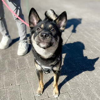 やんちゃわんぱくの野犬『トルテ』くん