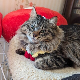 長毛のイケメンは甘えん坊君！