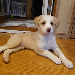 愛嬌たっぷり顔の模様 たつくん