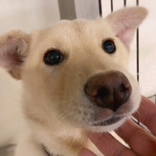 【相談中】かわいい　ルイーザちゃん　5-6ヶ月