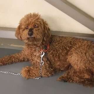 【相談中】新しいお家を探します！チューバッカくん