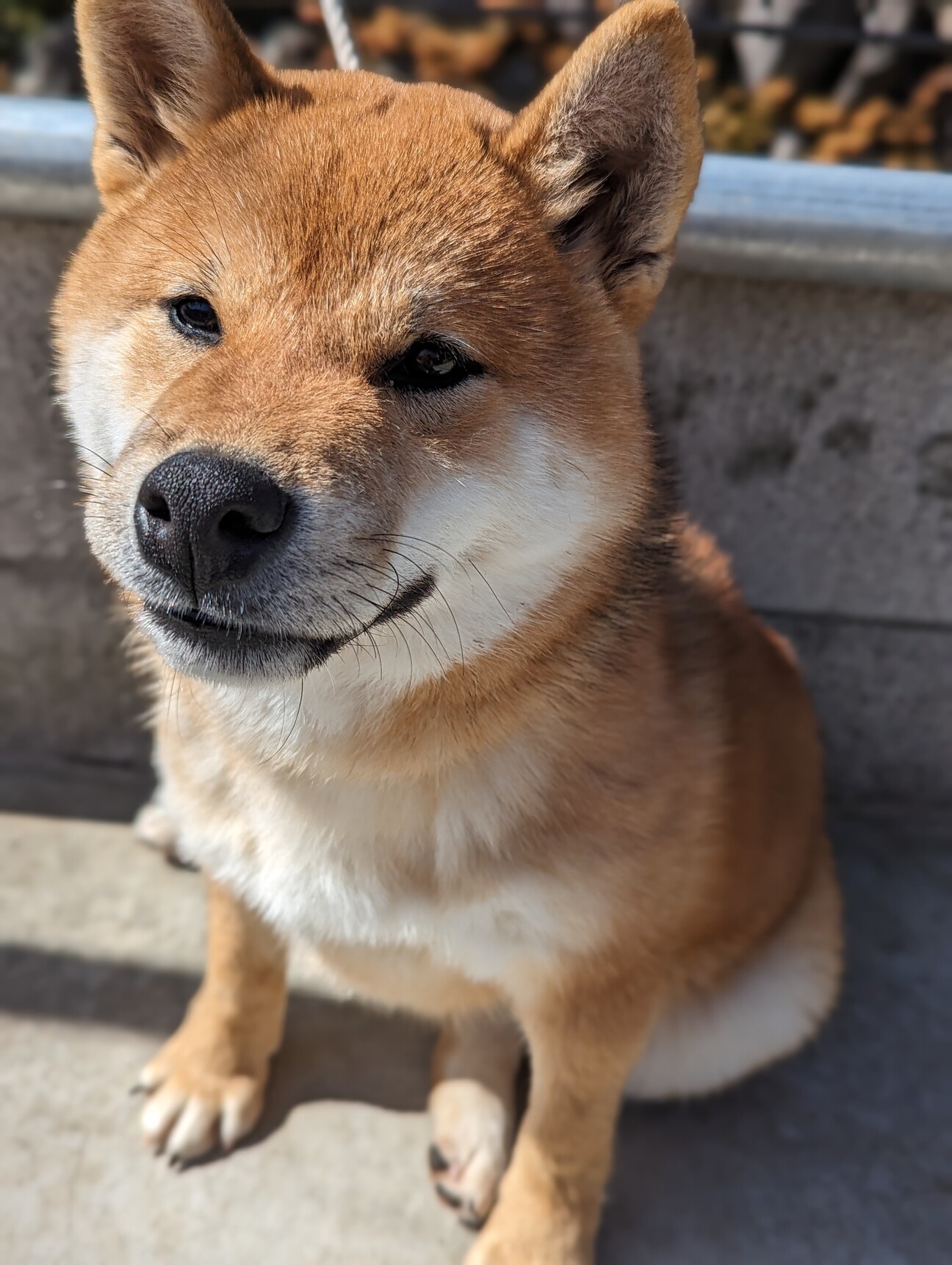 「募集終了いたします」神奈川県 犬の里親募集(486214) 2枚目の画像 ペットのおうち【里親決定25万頭！】