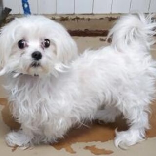 迷子のマルチーズ　収容期限4月8日迄