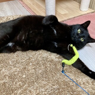 人も猫も大好きな愛嬌のある黒猫ちゃん