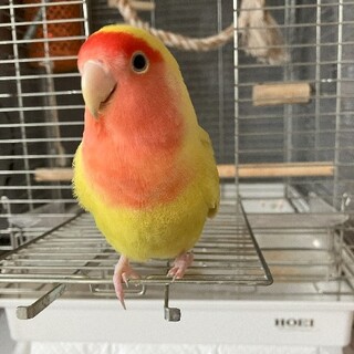 コザクラインコ　2才　オス　ゴールデンチェリー