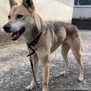 新しい家族を探しています