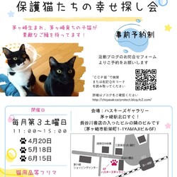 第138回保護猫たちの幸せ探し会(茅ヶ崎市）