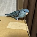 サザナミインコ　ペア二羽