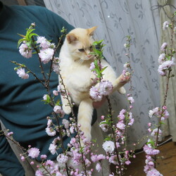 「お花見しましょ！」サムネイル2