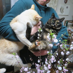 「お花見しましょ！」サムネイル3