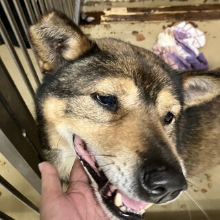 人懐こい男の子❗️殺処分対象です‼️