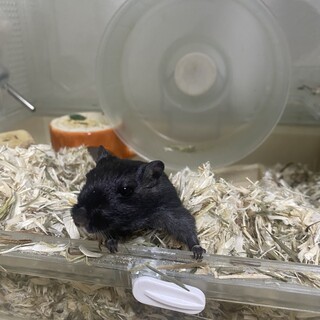 カラージャービルの里親募集します