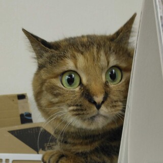 おしゃべりモフモフお嬢様⭐︎ちゃーちゃん⭐︎一歳♀