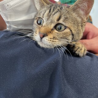 かわいいキジちゃん3姉妹♪