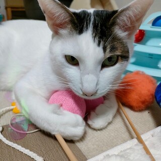 やんちゃな甘えん坊男子　ぶんた♂