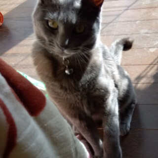 トライアル中・臆病だけどかなり甘えん坊グレーちゃん