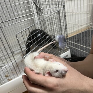 手をペロペロ生後2ヶ月雄ダンボ耳ブリッスル