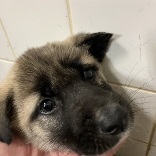 子犬が収容されています‼️