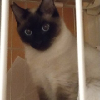 ３姉妹の次女、るなちゃん