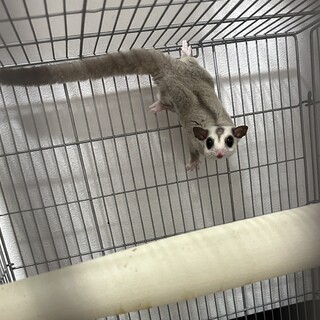 フクロモモンガ　プラチナ　♂ 1歳