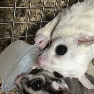 フクロモモンガ　リューシ　♀2歳