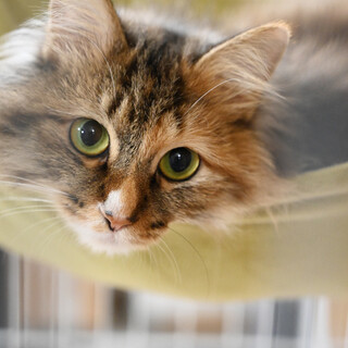 多頭飼育崩壊から保護した猫ちゃんです