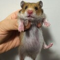ゴールデンハムスター里親募集