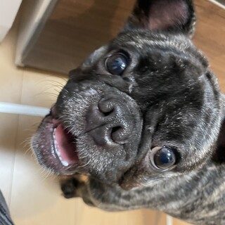 人懐っこいです。里親さん募集中です！