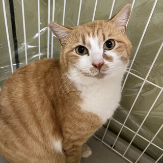 茶白　男の子　推定3歳