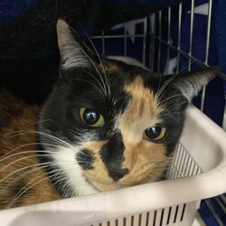 保護猫お見合い会 サムネイル2