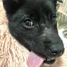 野犬の子犬♀カム・保健所レスキュー サムネイル2