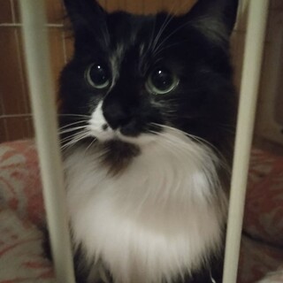 ふわふわママ猫、みおちゃん