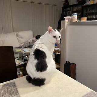 成猫の里親募集