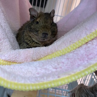 デグーの里親募集です。