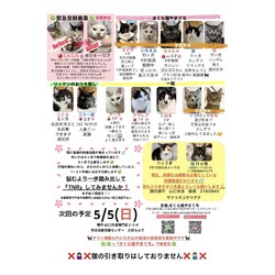 保護ねこ譲渡会inさぽらんて【時間変更】 サムネイル2