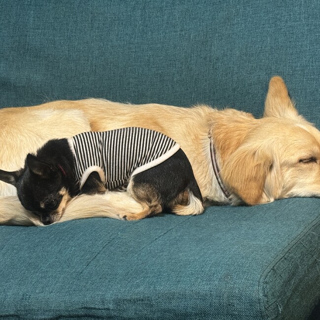 myu2-のカバー写真