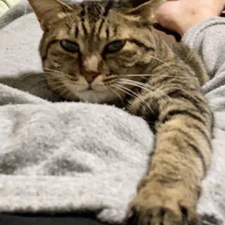 猫が苦手な小さめキジトラちゃん