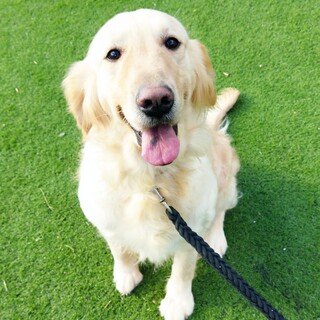 4歳　メス　ゴールデンレトリバー　クリームカラー