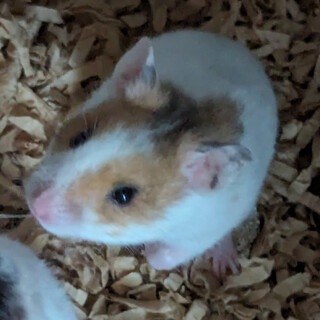 ゴールデンハムスター　里親募集