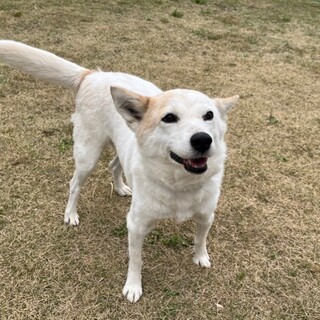 しつけ・訓練済み　『ムッチ』６歳メス