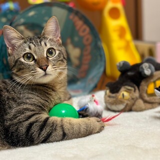 にゃんとも言えない癒し系♡たいくん