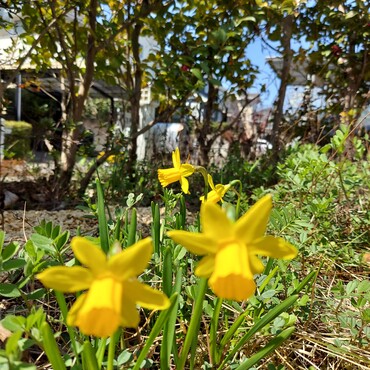 今年も銀太の水仙♡咲きました( ´ー`)