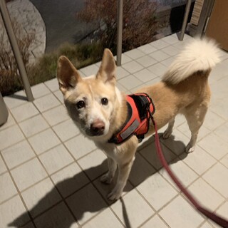 【里親様決定】元気いっぱいな甘えん坊♡ほたて