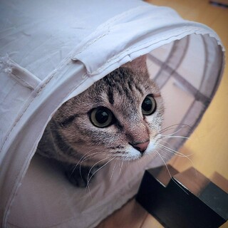 4/14譲渡会 きじの女の子　11か月のはるか