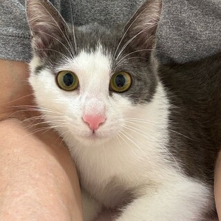 White &greyお目目くりくりのももちゃん