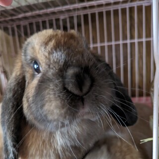 ホーランドロップイヤー